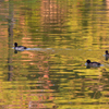 千葉公園の秋の鳥たち２