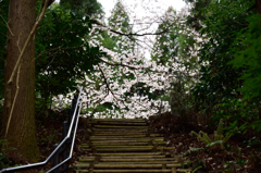 泉自然公園の桜３