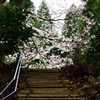 泉自然公園の桜３