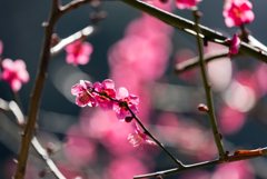 清澄庭園の花２