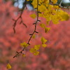 昭和記念公園の秋８