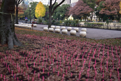 日比谷公園夕景３