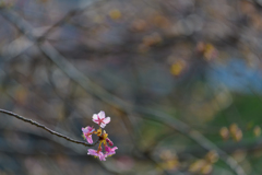 早く行き過ぎた河津桜まつり２
