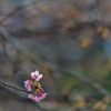 早く行き過ぎた河津桜まつり２