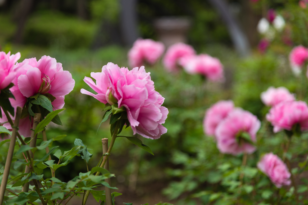 立てば芍薬、座れば牡丹３