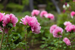 立てば芍薬、座れば牡丹３