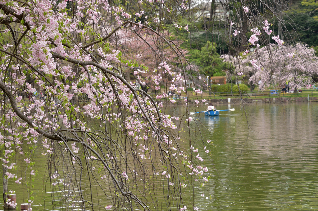 葉桜の季節２