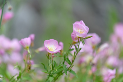 大和路で見つけた花２