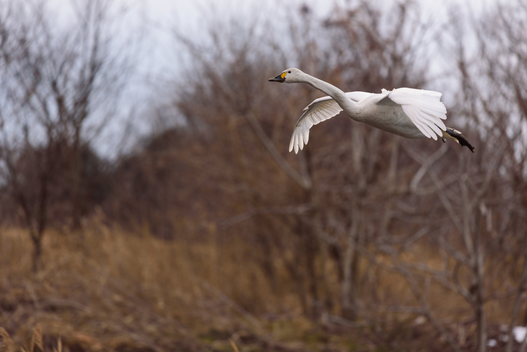 越辺川の白鳥７