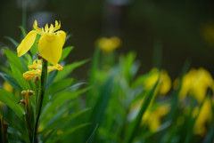 素敵な黄菖蒲８