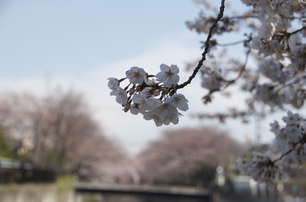 石神井川の桜
