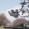 石神井川の桜
