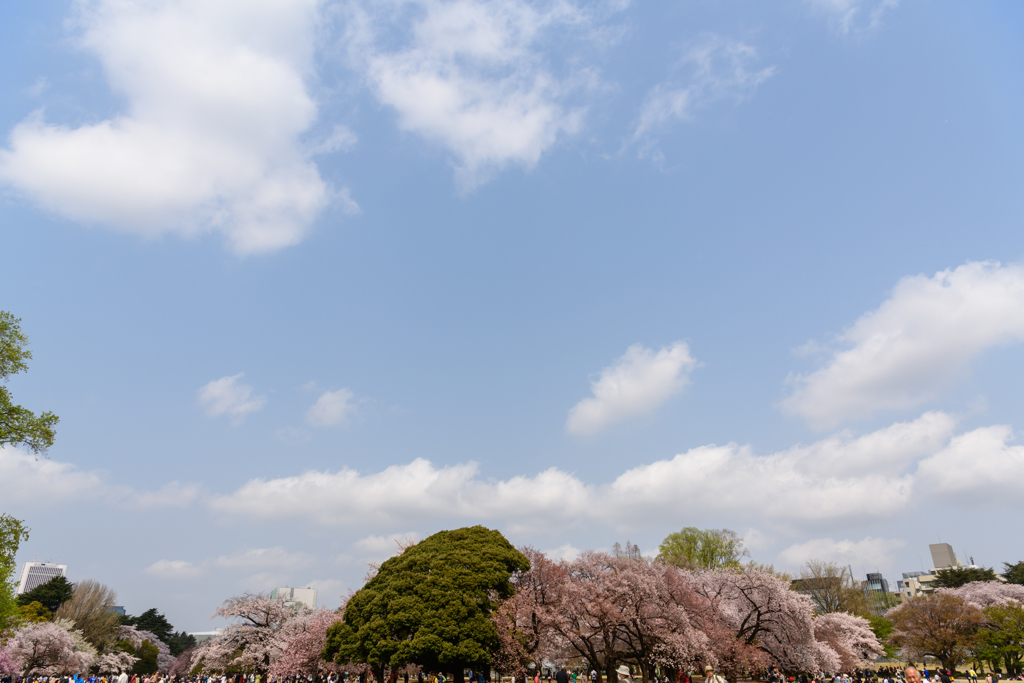 新宿御苑の桜５