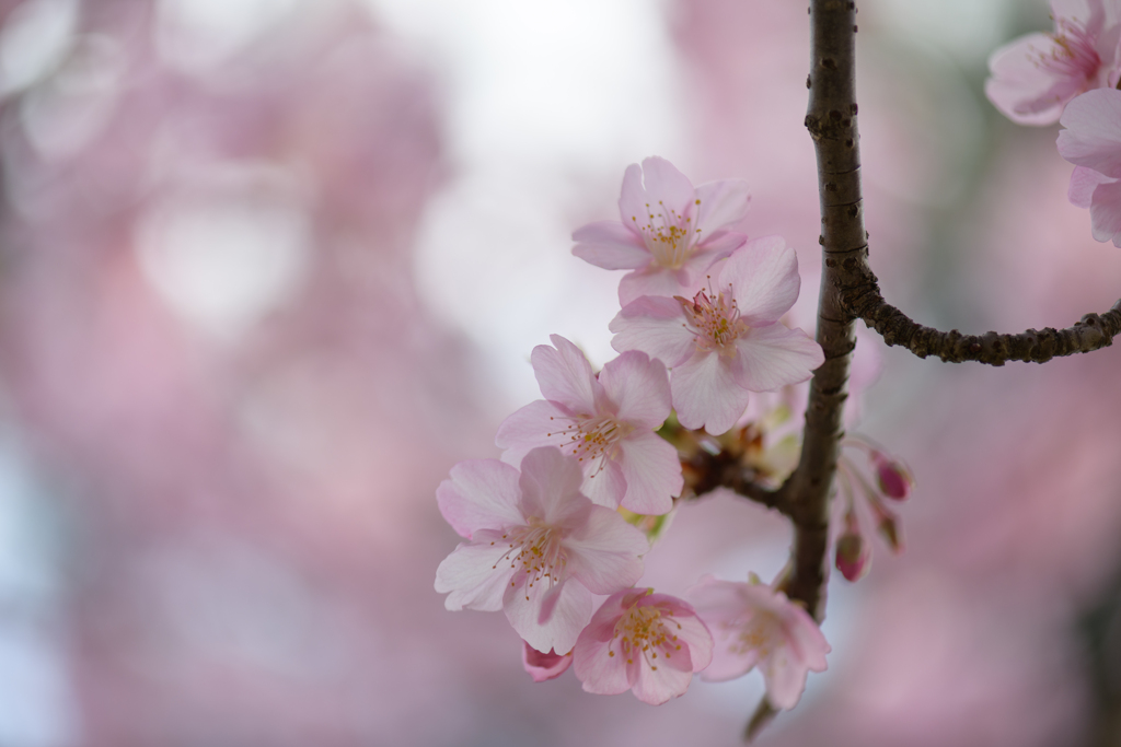 千葉公園の河津桜４