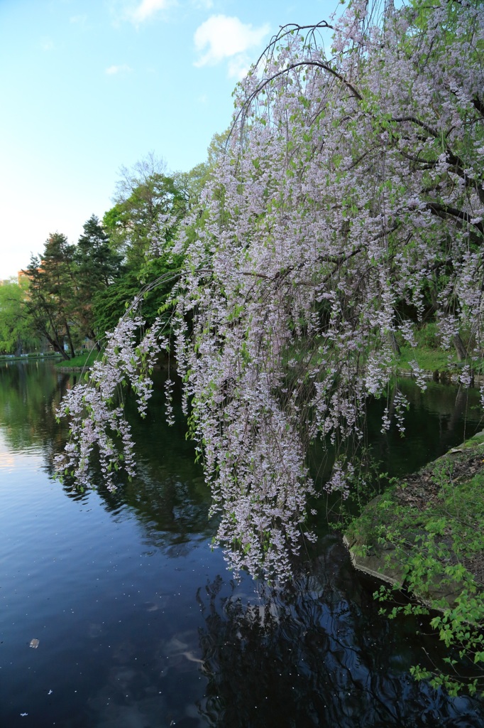 垂れ桜