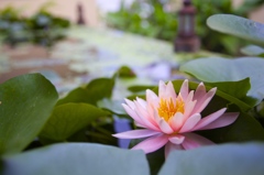 Lotus