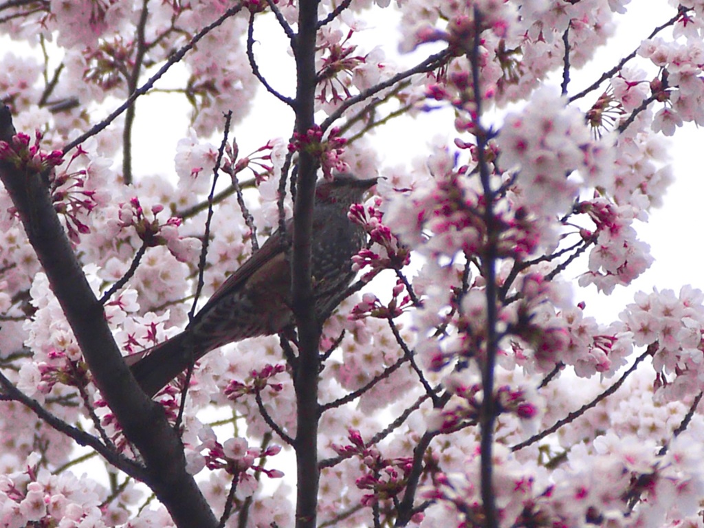 桜とヒヨドリ