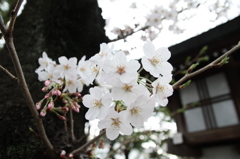 桜のアップ！(EOS7D＋SIGMA 17-50mm F2.8版)