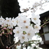 桜のアップ！(EOS7D＋SIGMA 17-50mm F2.8版)
