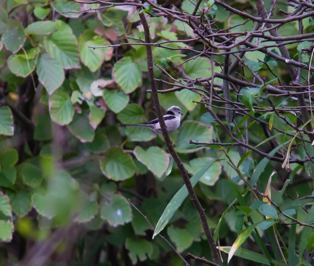 野鳥界のアイドル