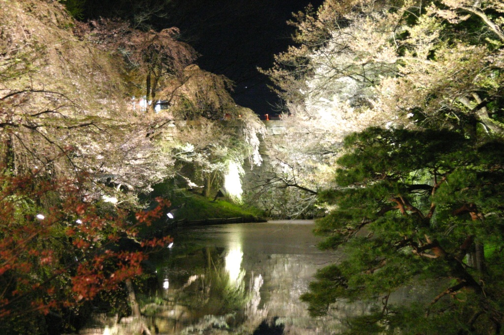 上田城のお堀回りの桜