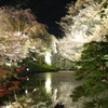 上田城のお堀回りの桜