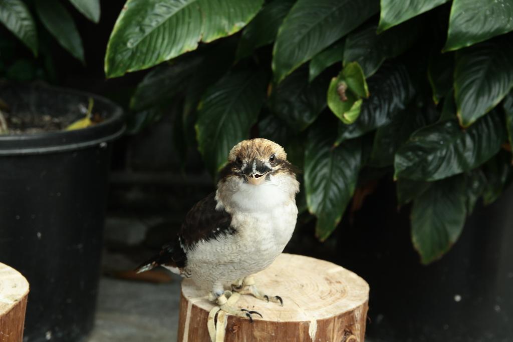 ワライカワセミ③