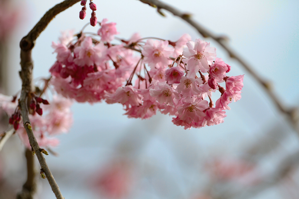 臥竜公園の桜②