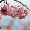 臥竜公園の桜②