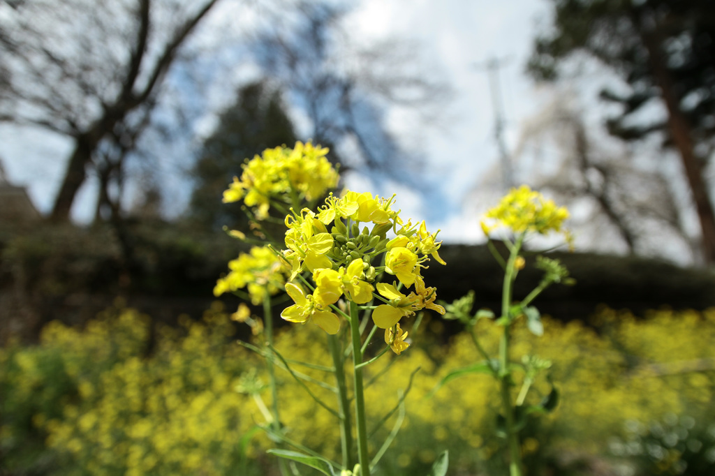 光林寺の菜の花