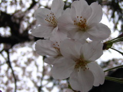 桜のアップ！(IXY DIGITAL L2版)