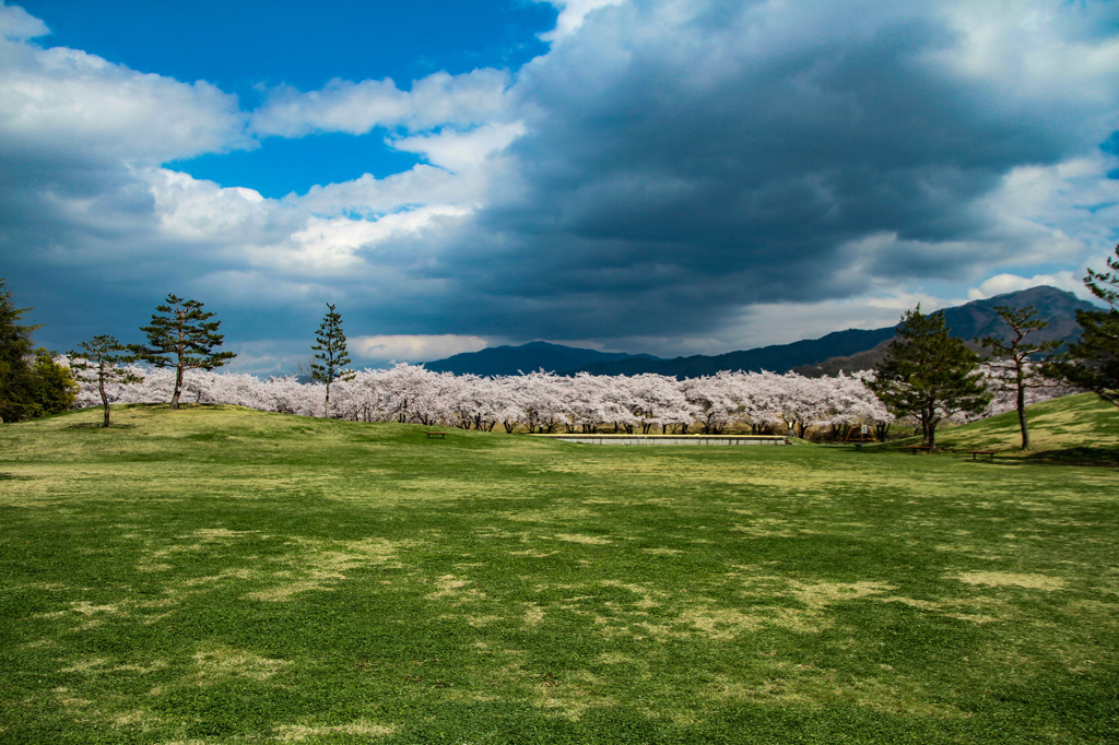 川中島古戦場の桜