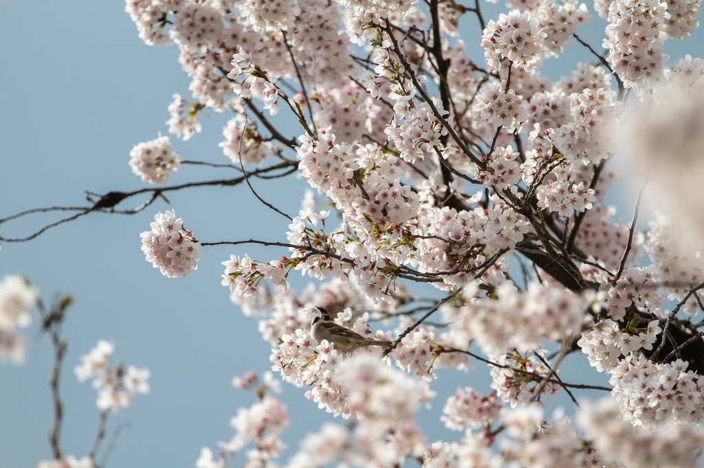 桜と雀