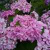 紫陽花