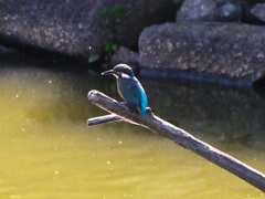 青色の素早い鳥
