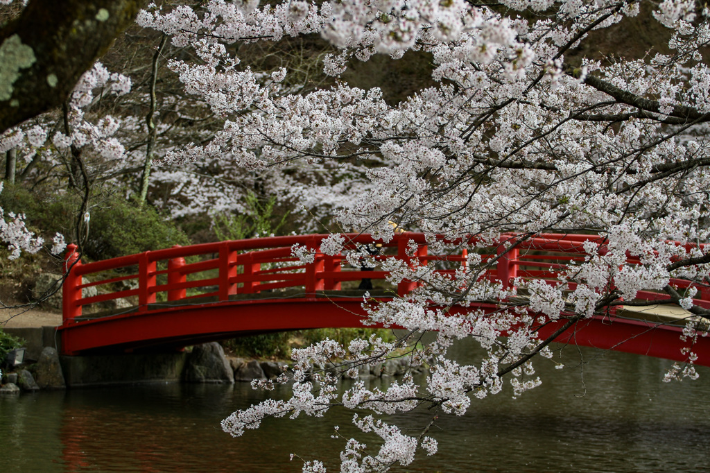 臥竜公園の桜③