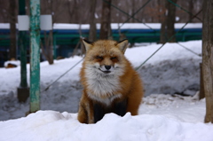 凛々しいキツネさん！