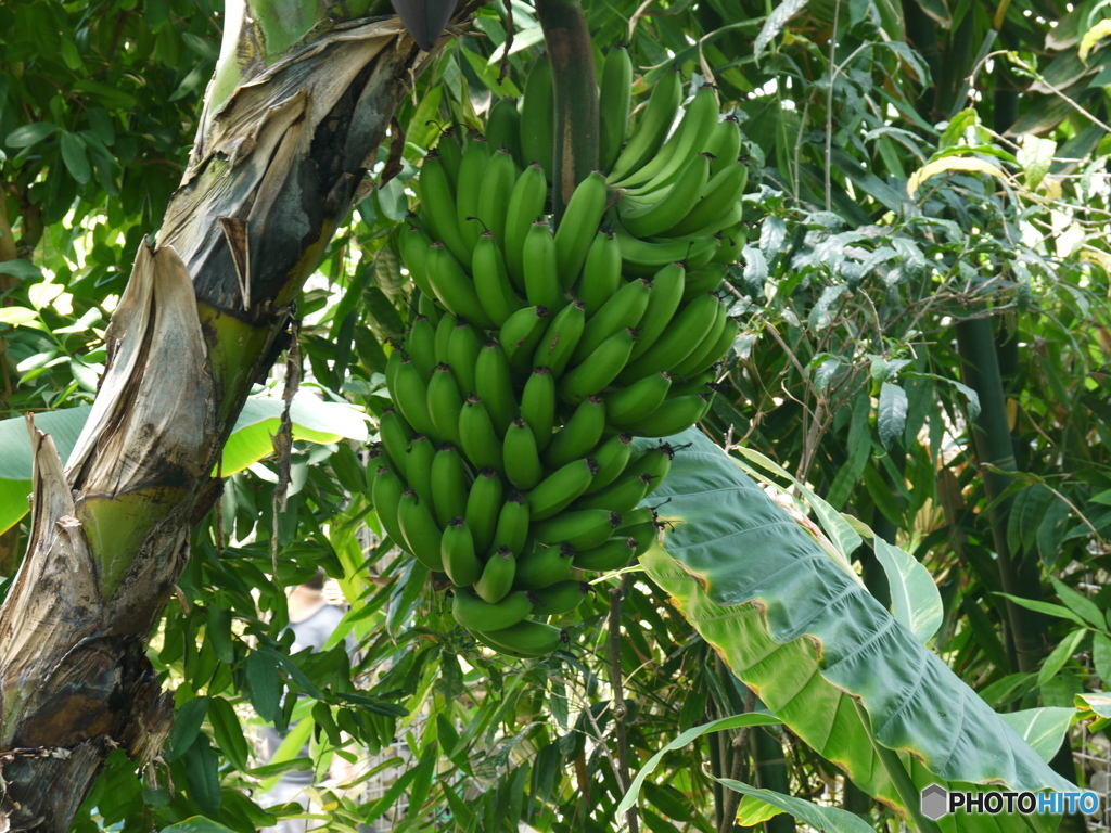 バナナの木