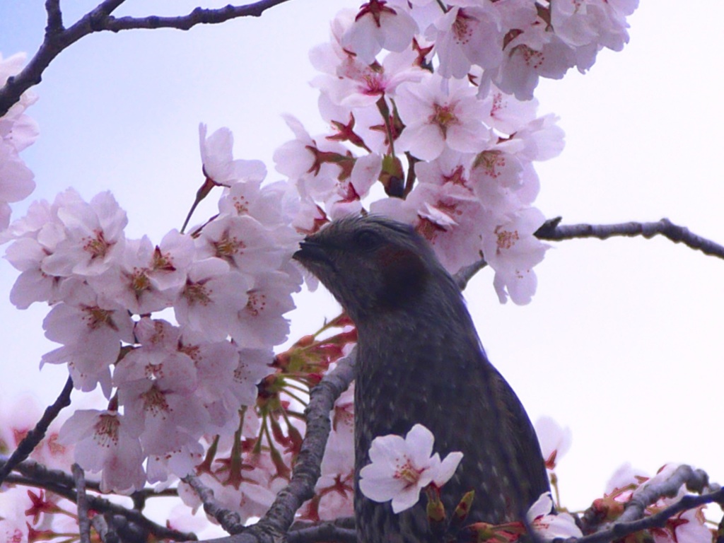 桜とヒヨドリ②