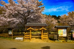 横川SAの桜