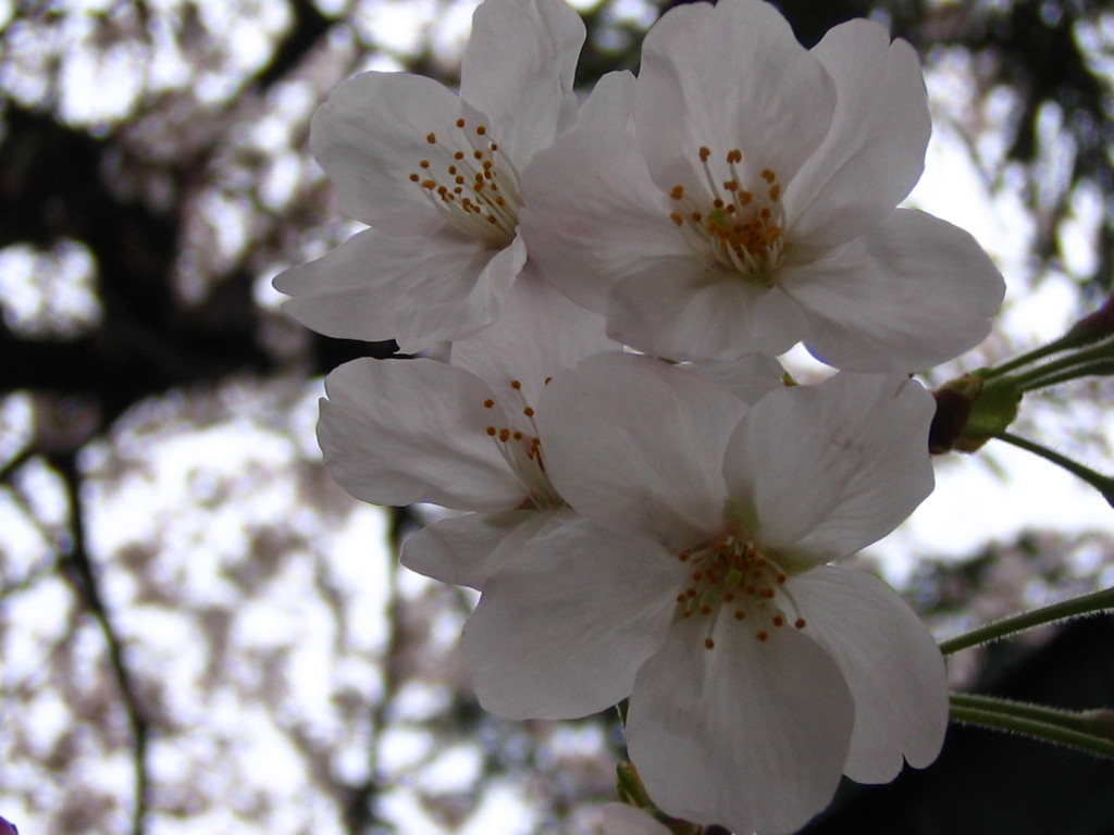 神社の桜