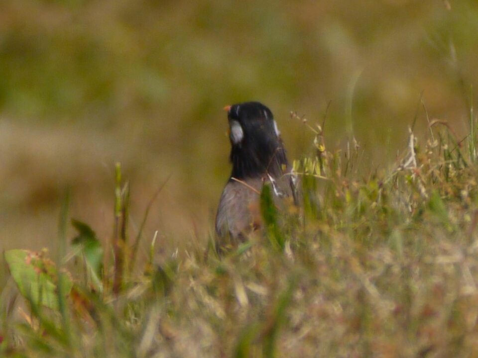 黄昏椋鳥ちゃん