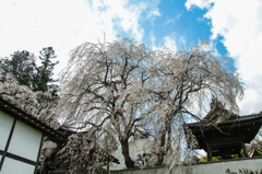 光林寺の枝垂桜
