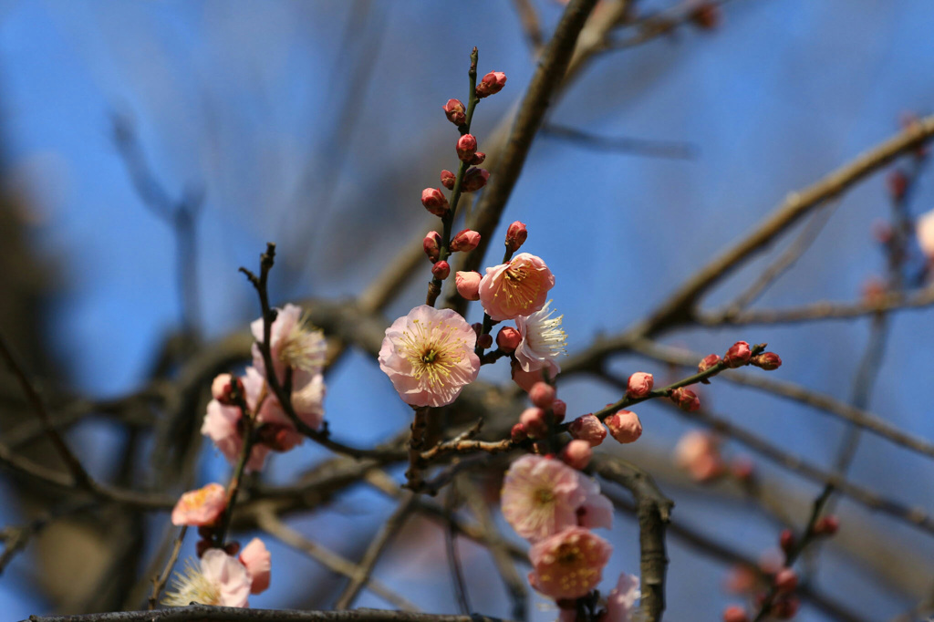 梅の花①