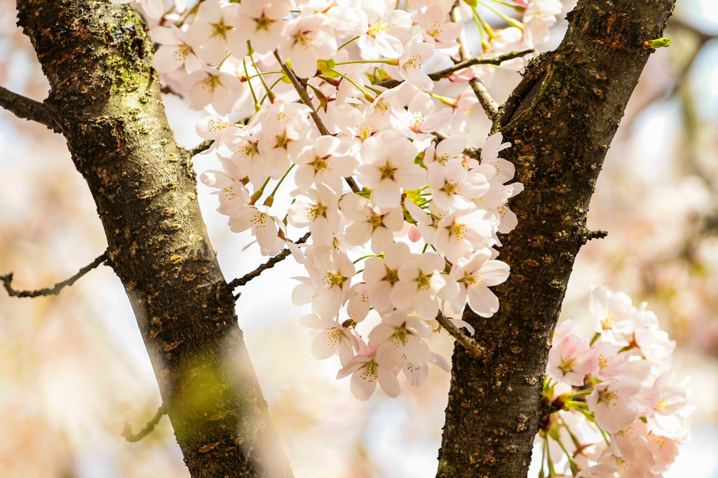 臥竜公園の桜①