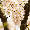 臥竜公園の桜①