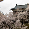 上田城の桜