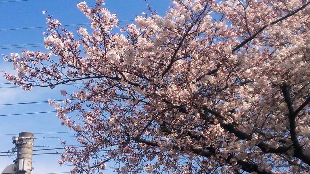 今年も綺麗な桜が咲きました♪