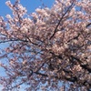 今年も綺麗な桜が咲きました♪