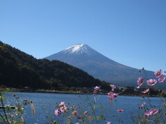 秋桜と富士山（デジカメver）